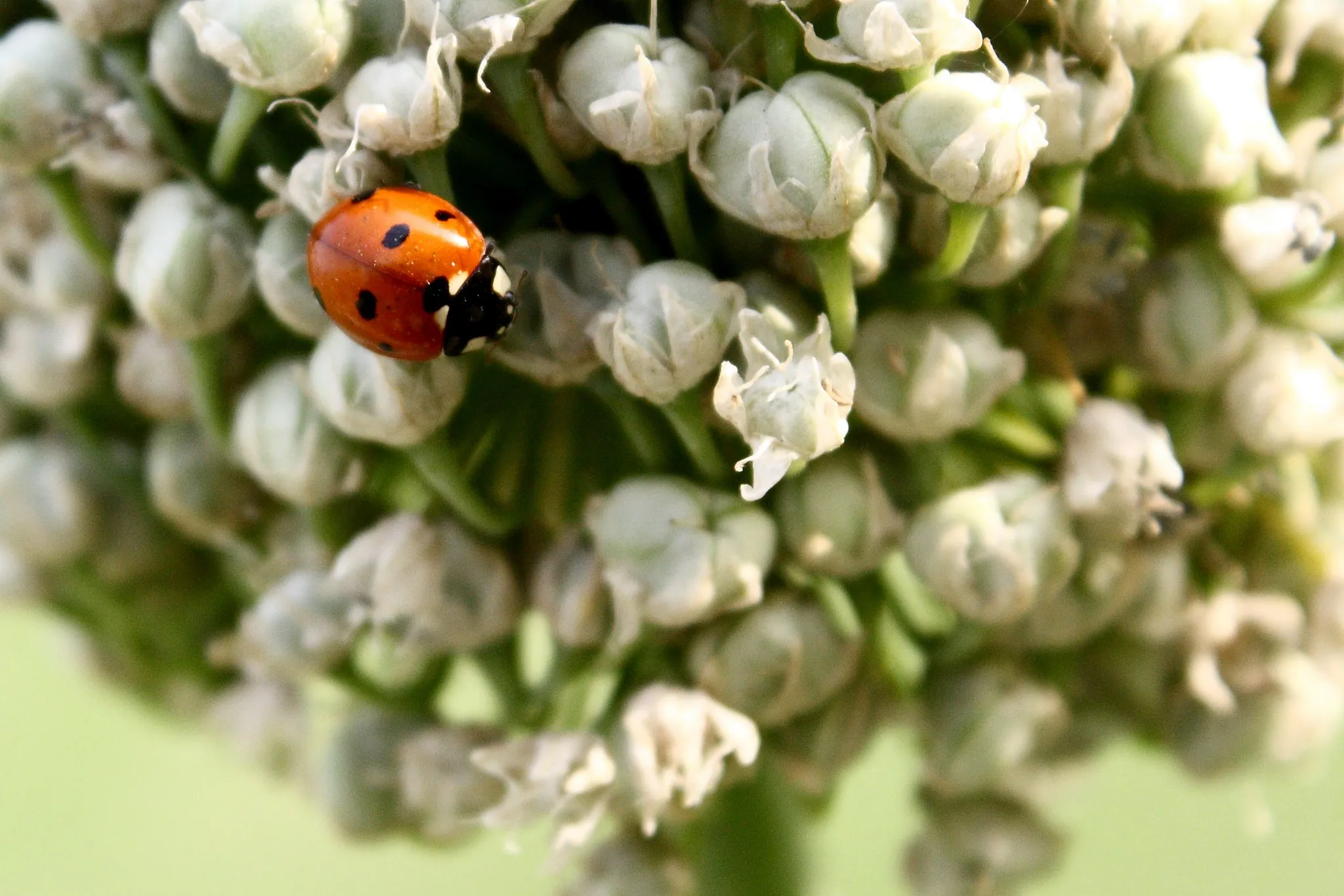 Ladybug on a cluster of white allium buds