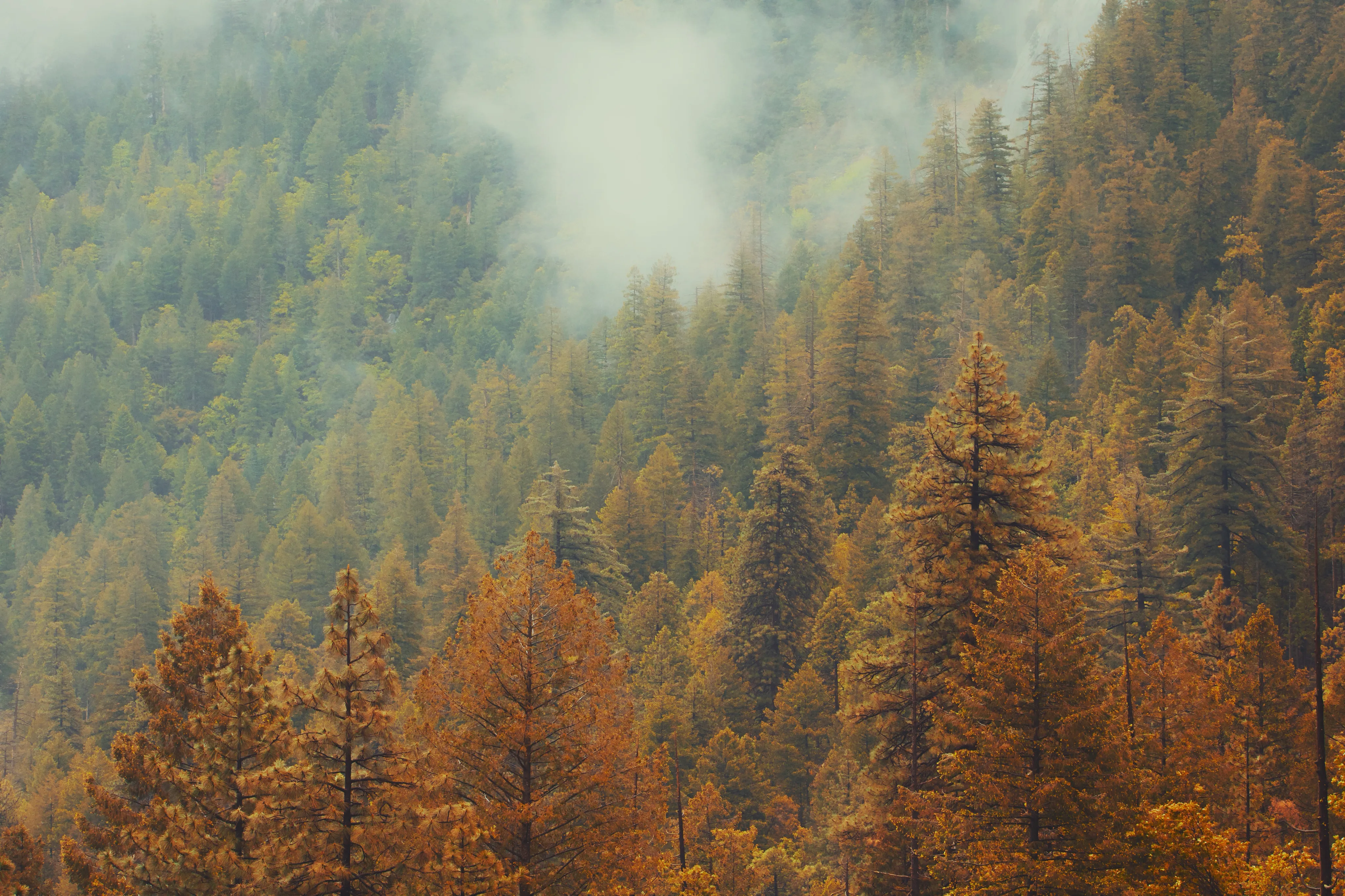 Autumn forest dissolving into low cloud
