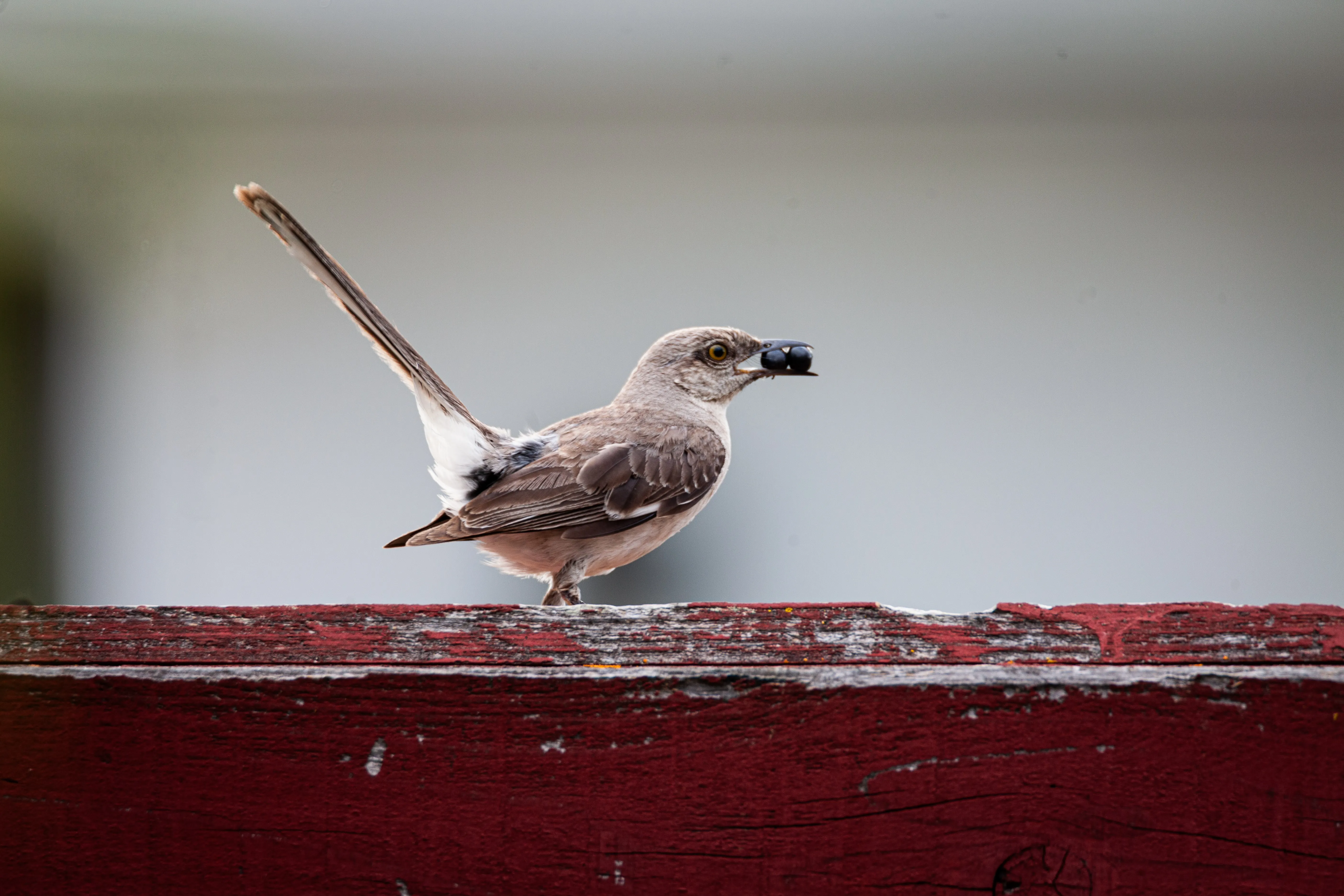 Mockingbird pausing on a red fence rail, berry in beak